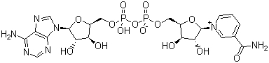 beta-Nicotinamide adenine dinucleotide--NDA